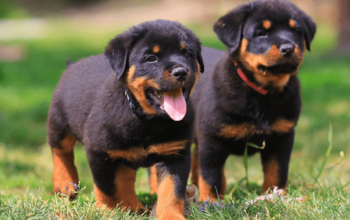 Rottweiler Breeder Pair